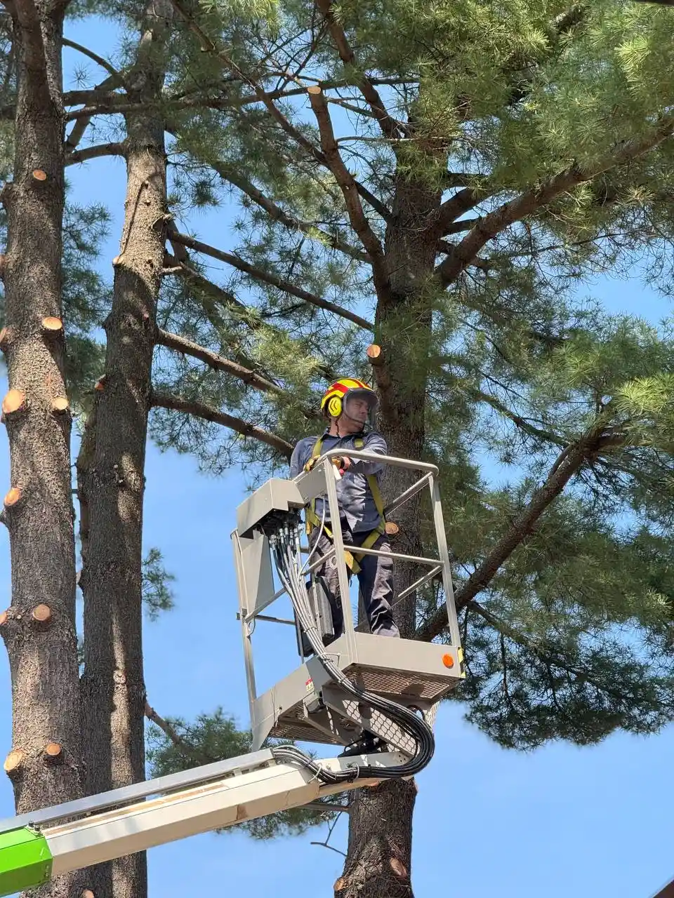High-Angle Emergency Tree Pruning and Hazard Assessment Professional arborist in an aerial lift basket wearing safety gear while assessing and pruning a large hazardous pine tree during an emergency call.