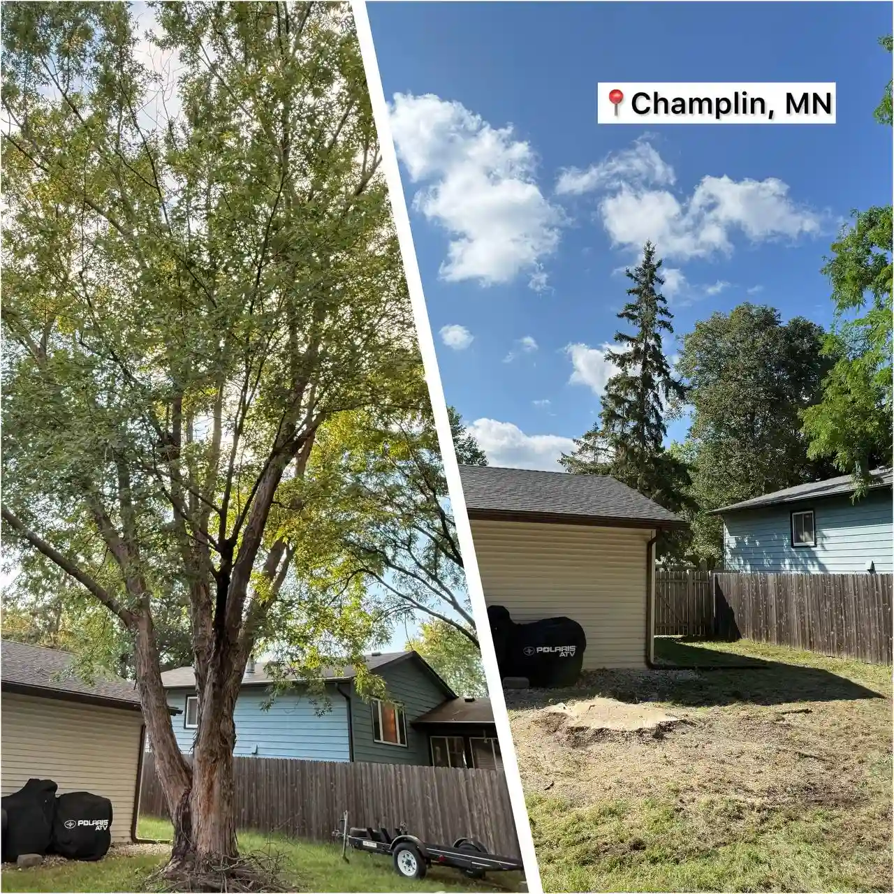 Tree removal before and after in Champlin MN