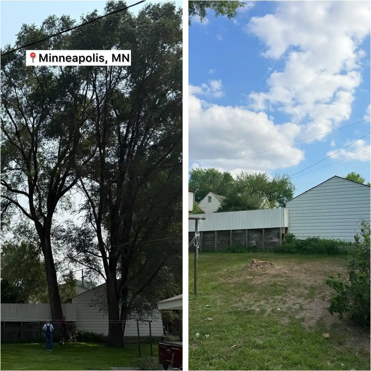 Large tree removal project in Minneapolis Minnesota