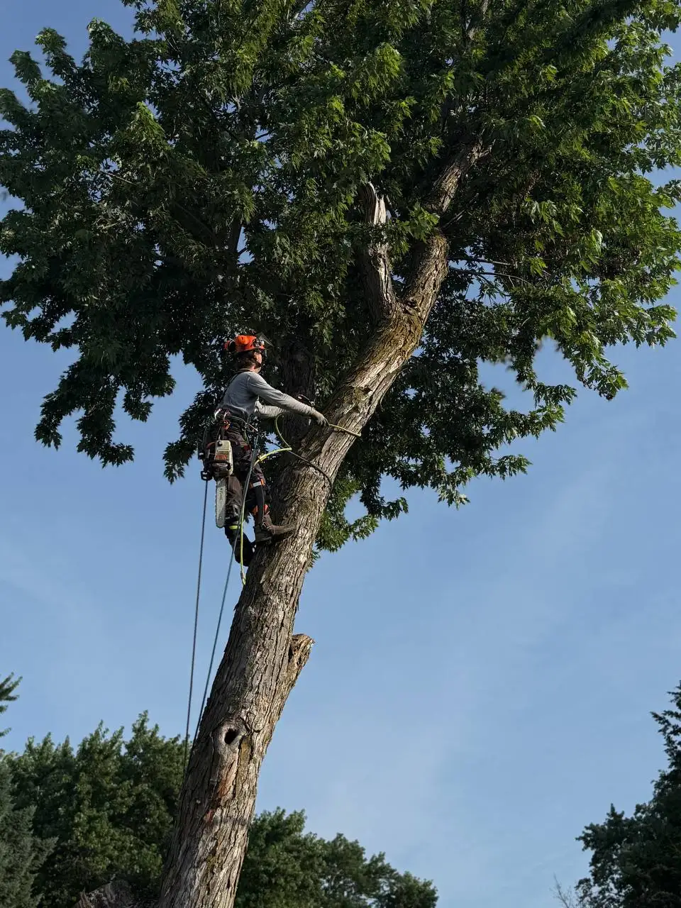Arborist climbing tree for professional removal in Minnesota