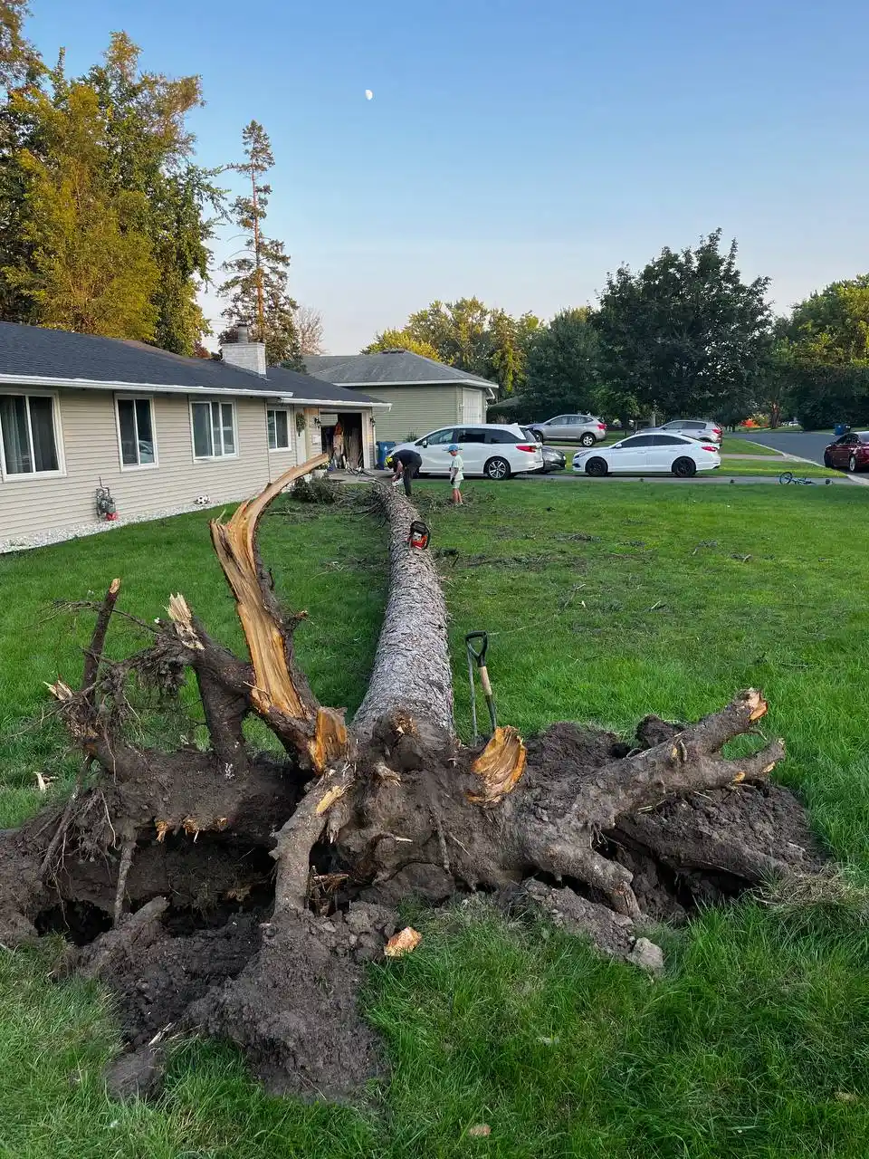 Fallen tree removal emergency response in Minnesota