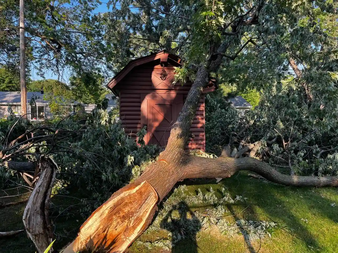 Fallen tree removal from residential property in the Twin Cities MN