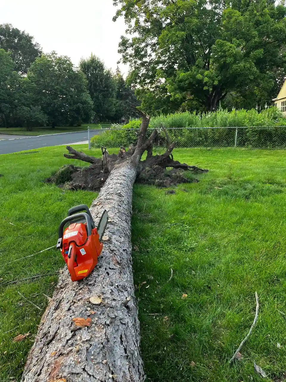 24/7 hazardous tree removal service in Minneapolis area