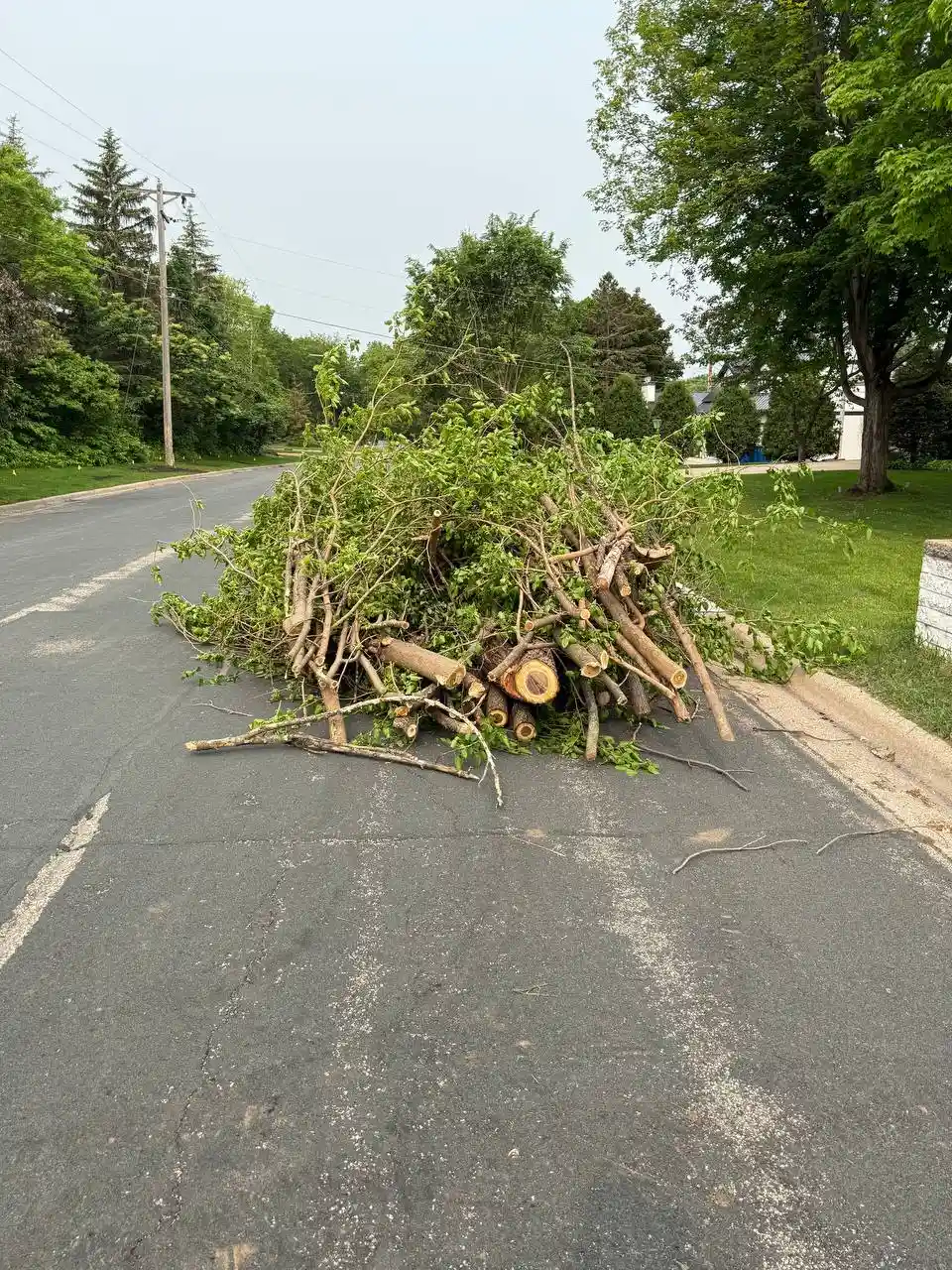 Before and after tree removal and hauling project in Champlin Minnesota