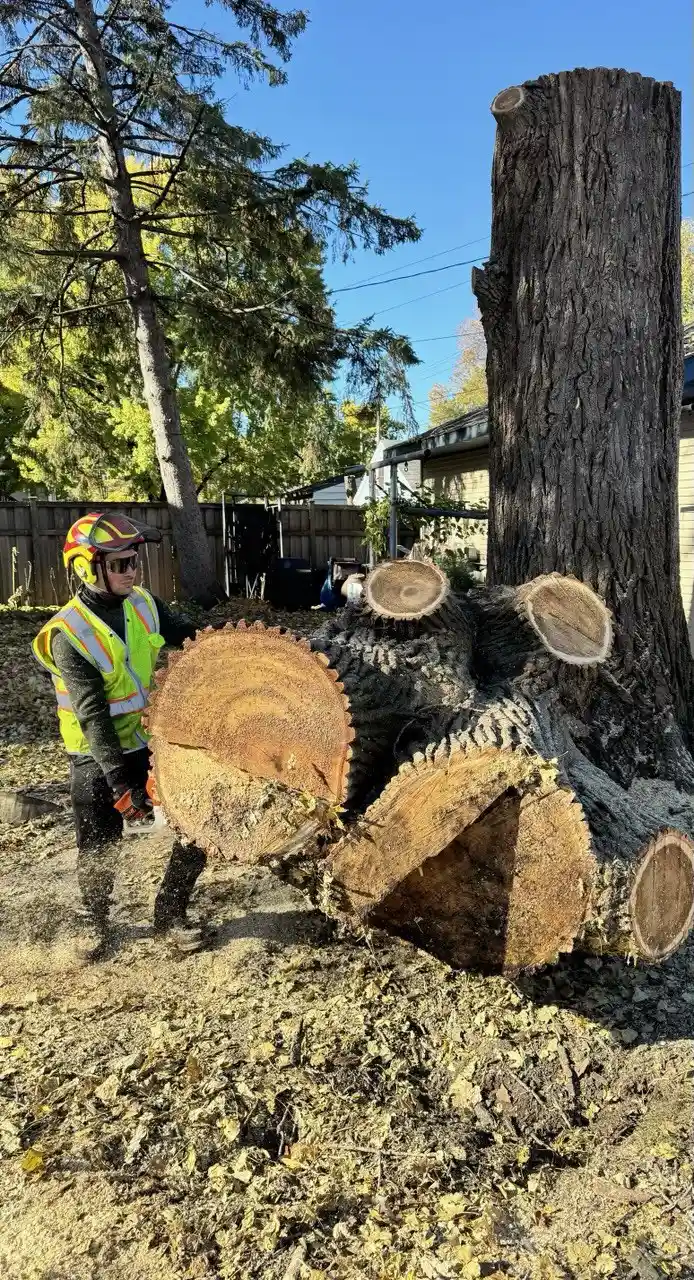 Tree debris hauling and removal truck KVN Pro Tree Service in Minneapolis area