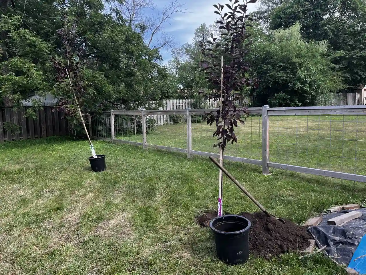 New tree planting service in Bloomington MN and surrounding Twin Cities communities