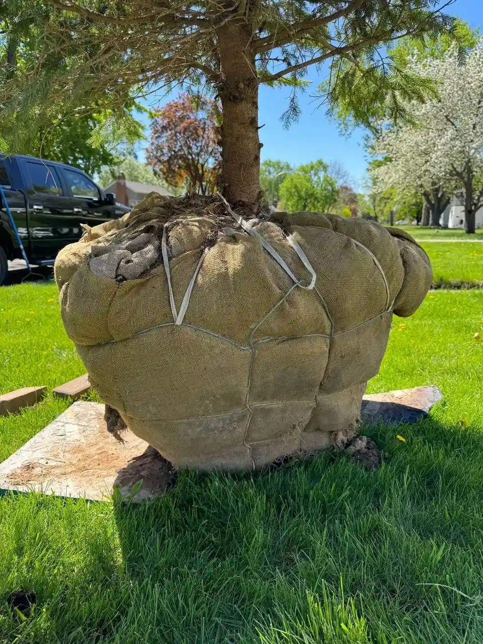 Professional tree planting on residential property in the Twin Cities Minnesota