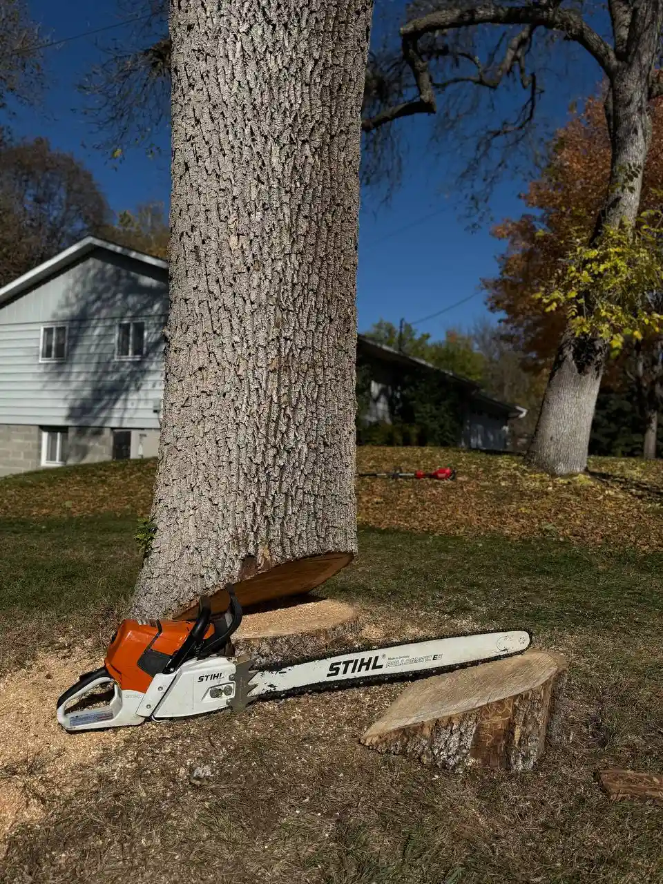 Professional tree removal service in Bloomington MN by KVN Pro Tree Service